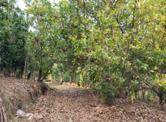 Residential Land for Sale in Palakkad, Alathur, Mangalam dam, Mangalam Dam