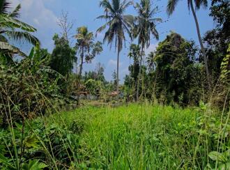 Residential Land for Sale in Alleppey, Chengannur, Pandanad, PANDANAD