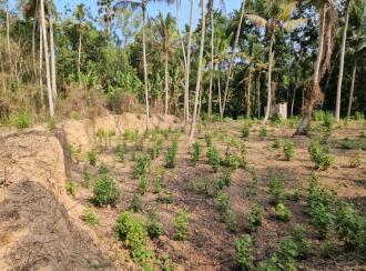 Residential Land for Sale in Trivandrum, Vizhinjam, Vizhinjam, Kattachalkuzhy Coconut Research Station