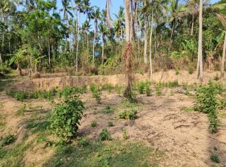 Residential Land for Sale in Trivandrum, Vizhinjam, Vizhinjam, Kattachalkuzhy Coconut Research Station