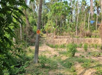 Residential Land for Sale in Trivandrum, Vizhinjam, Vizhinjam, Kattachalkuzhy Coconut Research Station
