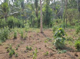 Residential Land for Sale in Trivandrum, Vizhinjam, Vizhinjam, Kattachalkuzhy Coconut Research Station