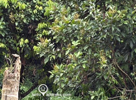 Agricultural Land for Sale