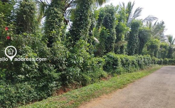 Agricultural Land for Sale