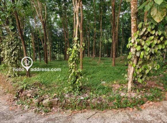 Plot in residential area with Replanted rubber trees, at Pravithanam, Pala
