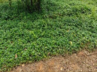 Residential Land for Sale in Wayanad, Kalpetta, Kalpetta, Near ware house