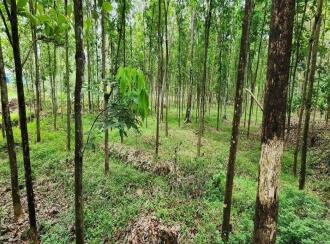 Agricultural Land for Sale in Kottayam, Ettumanoor, Kalathoor, near Kalathoor Church