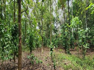 Agricultural Land for Sale in Kottayam, Ettumanoor, Kalathoor, near Kalathoor Church