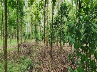 Agricultural Land for Sale in Kottayam, Ettumanoor, Kalathoor, near Kalathoor Church