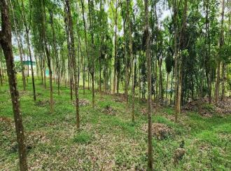 Agricultural Land for Sale in Kottayam, Ettumanoor, Kalathoor, near Kalathoor Church