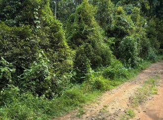 Agricultural Land for Sale in Kottayam, Pala, Ramapuram, ramapuram
