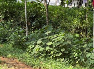 Agricultural Land for Sale in Kottayam, Pala, Ramapuram, ramapuram