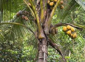 Agricultural Land for Sale in Kottayam, Pala, Ramapuram, ramapuram