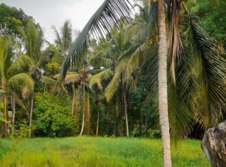 Residential Land for Sale in Pathanamthitta, Thiruvalla, Podiyadi, Thiruvalla Podiyadi