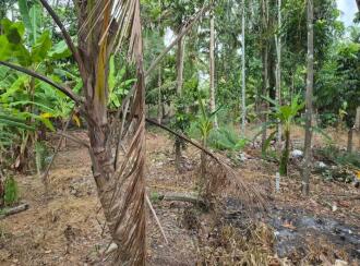 Commercial Land for Sale in Kottayam, Changanassery, Thuruthy, Thuruthy