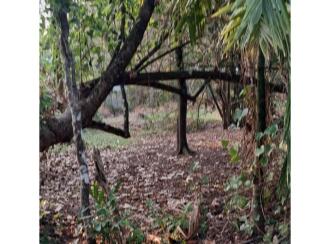 Residential Land for Sale in Ernakulam, Vypin, Cherai, Pallippuram, Janatha Beach Road