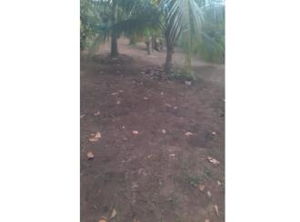 Residential Land for Sale in Ernakulam, Paravur, Paravur, PATTANAM