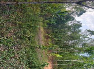 Residential Land for Sale in Trivandrum, Nedumangad, Anad, anad