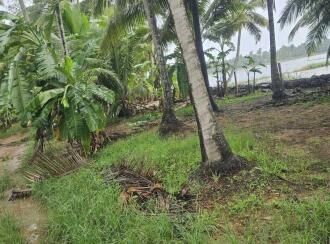 Agricultural Land for Sale in Ernakulam, Kothamangalam, Kothamangalam town, AVOLI