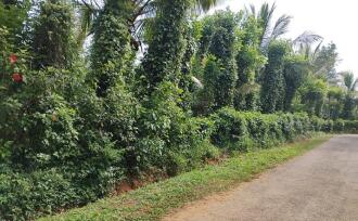 Agricultural Land for Sale in Wayanad, Meenangadi, Meenangadi