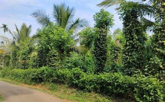 Agricultural Land for Sale in Wayanad, Meenangadi, Meenangadi