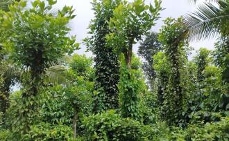 Agricultural Land for Sale in Wayanad, Meenangadi, Meenangadi