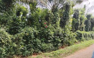 Agricultural Land for Sale in Wayanad, Meenangadi, Meenangadi