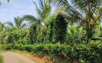 Agricultural Land for Sale in Wayanad, Meenangadi, Meenangadi