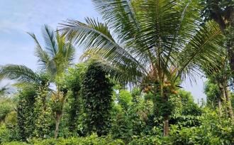 Agricultural Land for Sale in Wayanad, Meenangadi, Meenangadi