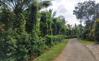 Agricultural Land for Sale in Wayanad, Meenangadi, Meenangadi