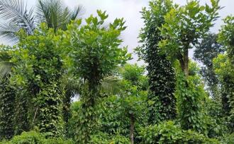 Agricultural Land for Sale in Wayanad, Meenangadi, Meenangadi