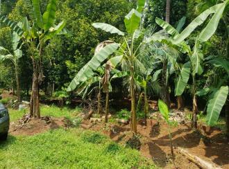 Residential Land for Sale in Thrissur, Kodakara, Kodaly, Puliyanthara