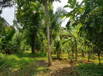 Residential Land for Sale in Thrissur, Kodakara, Kodaly, Puliyanthara