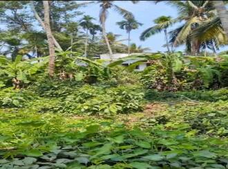 Residential Land for Sale in Kannur, Thalassery, Eranholi, Pullambil road