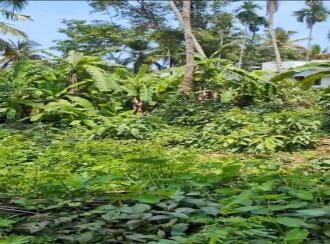 Residential Land for Sale in Kannur, Thalassery, Eranholi, Pullambil road