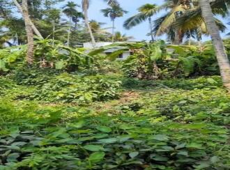 Residential Land for Sale in Kannur, Thalassery, Eranholi, Pullambil road