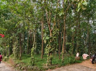 Residential Land for Sale in Kottayam, Pala, Pravithanam