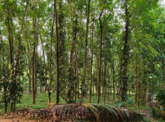 Residential Land for Sale in Kottayam, Pala, Pravithanam