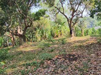 Residential Land for Sale in Trivandrum, Nedumangad, Vamanapuram, aattingal vamanapuram near mutharamman kovil