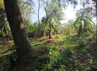 Residential Land for Sale in Trivandrum, Nedumangad, Vamanapuram, aattingal vamanapuram near mutharamman kovil