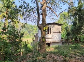 Residential Land for Sale in Trivandrum, Nedumangad, Vamanapuram, aattingal vamanapuram near mutharamman kovil