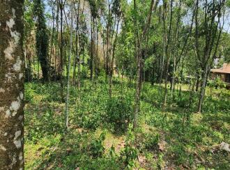 Residential Land for Sale in Kottayam, Karukachal, Nedumkunnam, Mulayamveli road