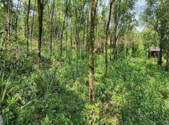 Residential Land for Sale in Kottayam, Karukachal, Nedumkunnam, Mulayamveli road