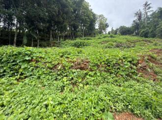Residential Land for Sale in Pathanamthitta, Mallappally, Moosarikavala, Near old Mar Dionysius School