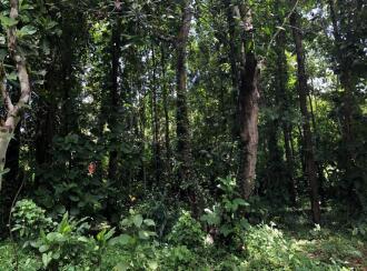 Residential Land for Sale in Pathanamthitta, Mallappally, Mallapally, MC Road