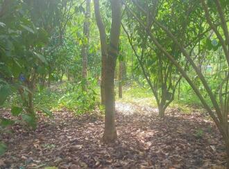 Agricultural Land for Sale in Palakkad, Cherpulassery, Sreekrishnapuram, Kattukulam