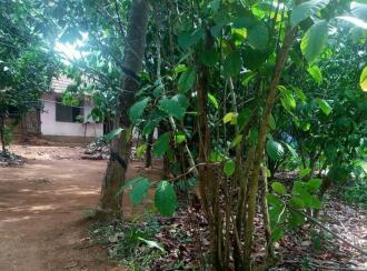 Agricultural Land for Sale in Palakkad, Cherpulassery, Sreekrishnapuram, Kattukulam