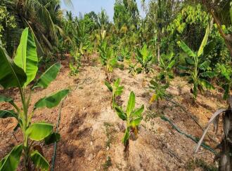 Residential Land for Sale in Kottayam, Changanassery, Kurichy