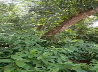 Commercial Land for Sale in Pathanamthitta, Pathanamthitta, Chandanapally, Saint George's Mount High School