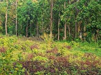 Residential Land for Sale in Pathanamthitta, Kozhencherry, Maramon, Near TK Road Manamon